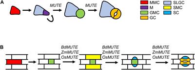 The Role of Grass MUTE Orthologs in GMC Progression and GC Morphogenesis